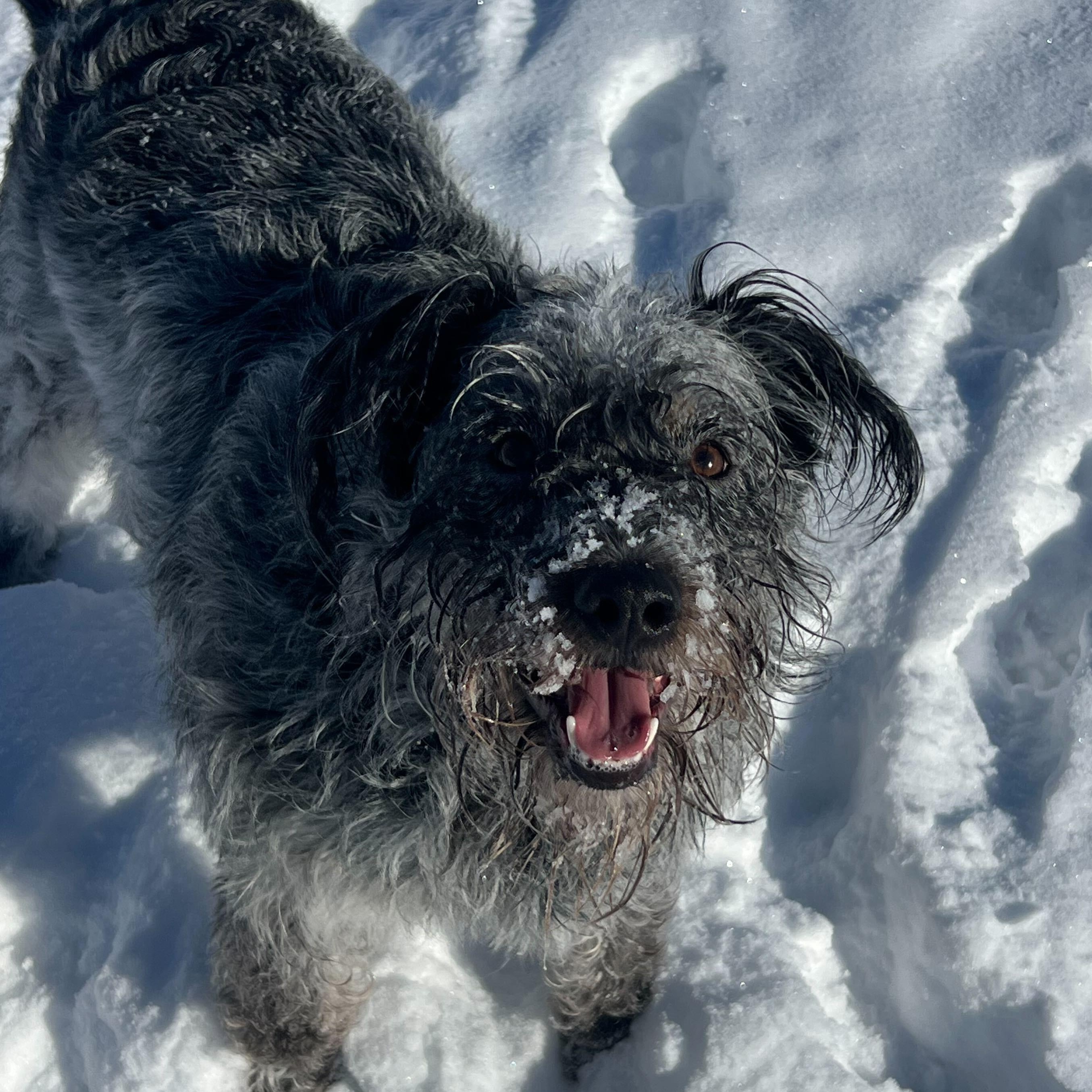 Boulder, a Adoptable mixed breed in Driggs, ID image 4/4