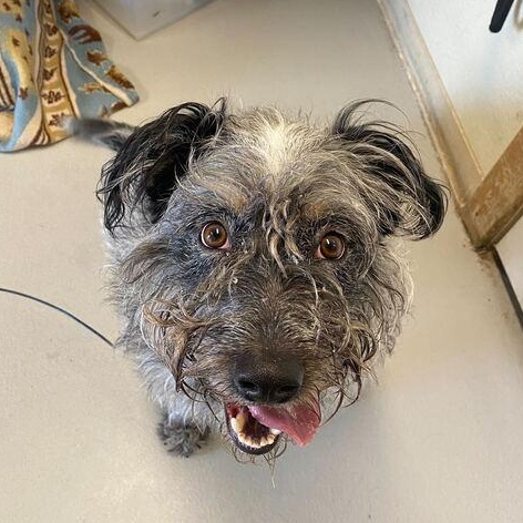 Enlarge Boulder, a other mixed breed in Driggs, ID image 2/6
