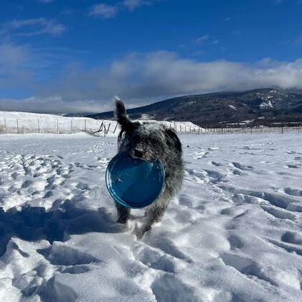 Enlarge Boulder, a other mixed breed in Driggs, ID image 4/6