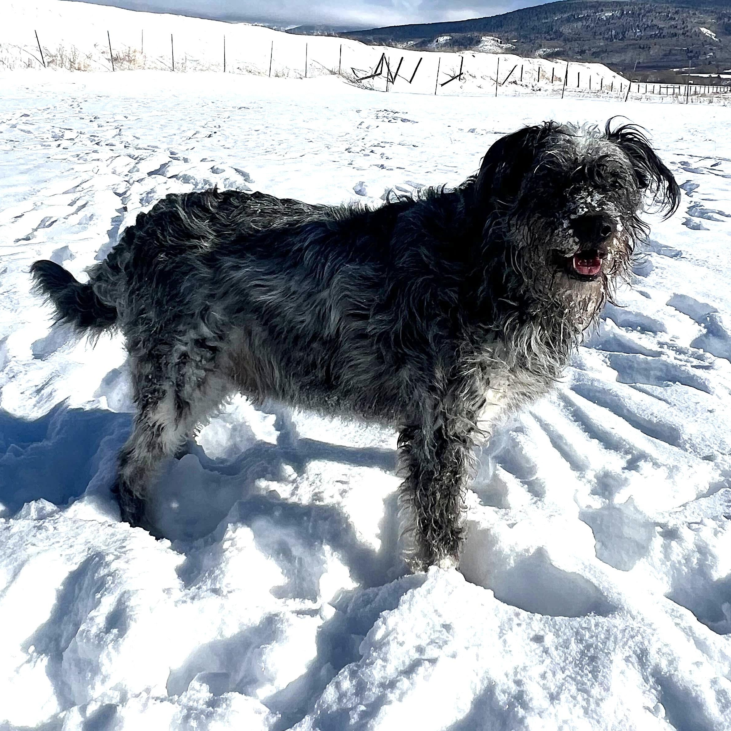 Boulder, a Adoptable mixed breed in Driggs, ID image 3/4