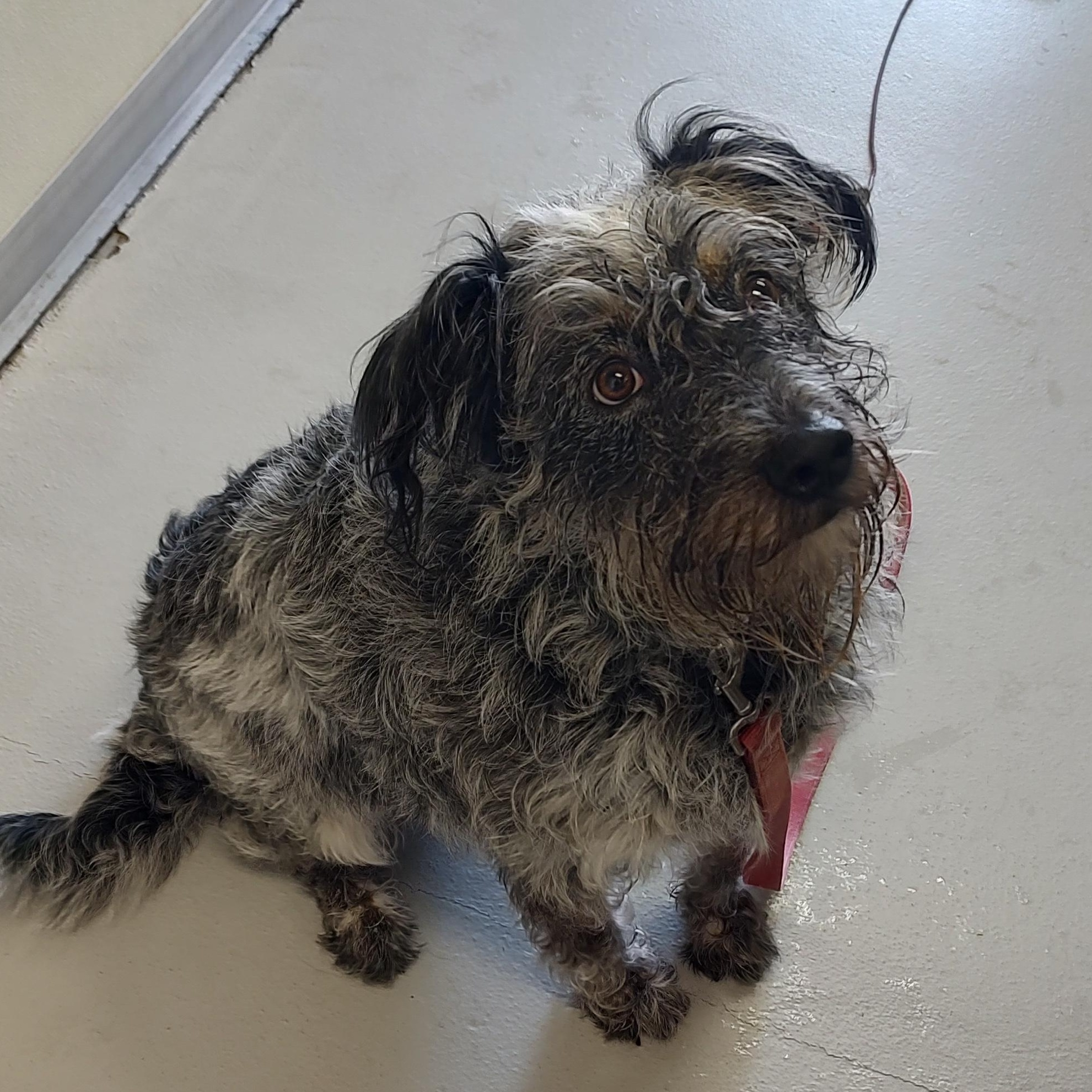 Boulder, a Adoptable mixed breed in Driggs, ID image 1/4