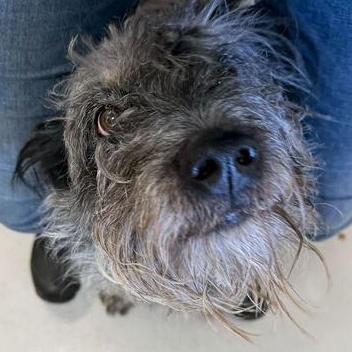 Boulder, a Adoptable mixed breed in Driggs, ID image 2/4