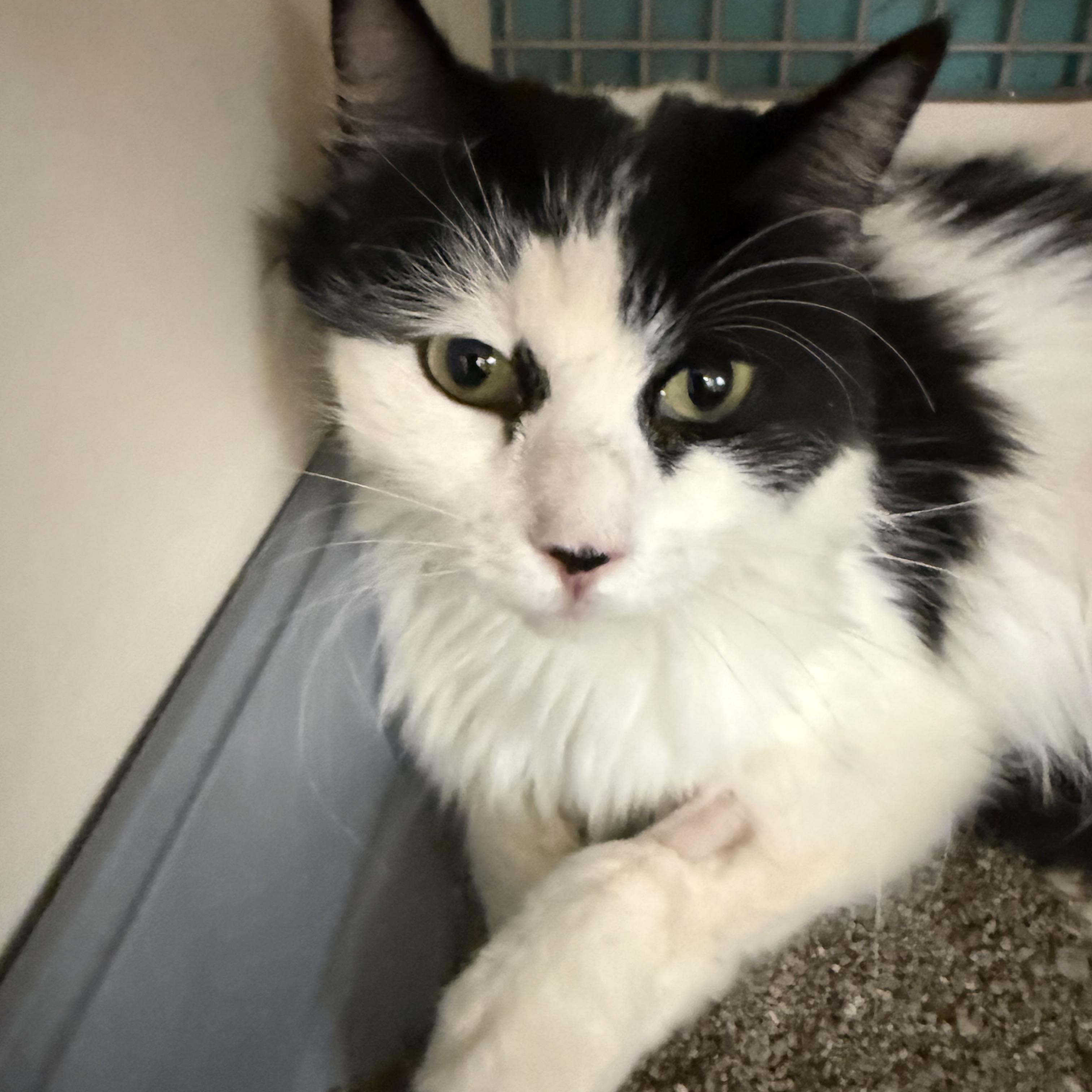 Prez Snow, ADOPTABLE, Adult Female Tuxedo.