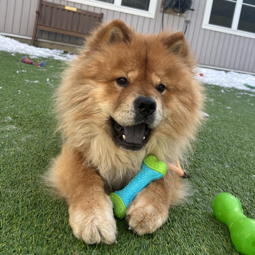 Tiger, a Adoptable Chow Chow in Bedford, NH image 2/4