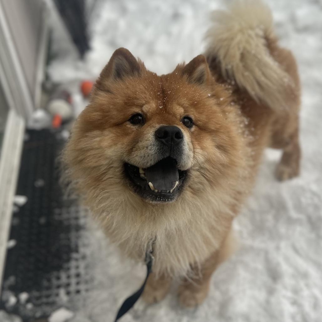 Tiger, a Adoptable Chow Chow in Bedford, NH image 3/4