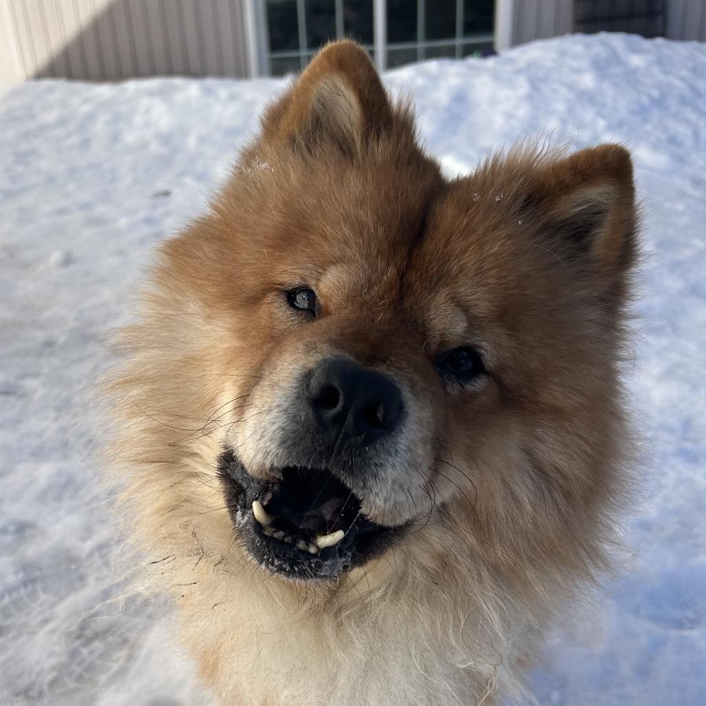 Tiger, a Adoptable Chow Chow in Bedford, NH image 4/4