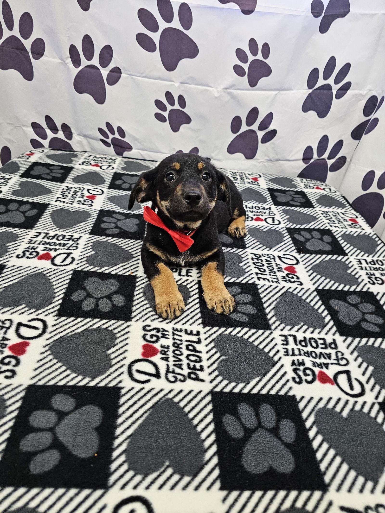 Disney, Adopted, Young Male Miniature Pinscher & Chihuahua.