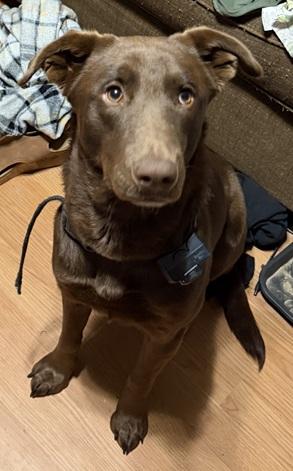 Enlarge Miss Willow, a ADOPTABLE mixed breed in Killingworth, CT image 2/5