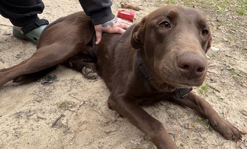 Enlarge Miss Willow, a ADOPTABLE mixed breed in Killingworth, CT image 3/5