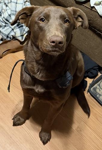 Enlarge Miss Willow, a ADOPTABLE mixed breed in Killingworth, CT image 5/5