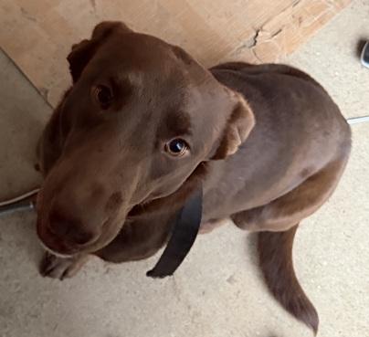 Enlarge Miss Willow, a ADOPTABLE mixed breed in Killingworth, CT image 4/5