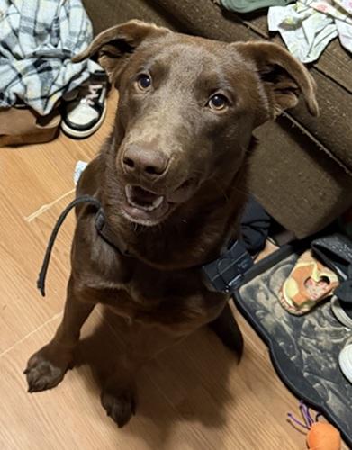 Enlarge Miss Willow, a ADOPTABLE mixed breed in Killingworth, CT image 1/5