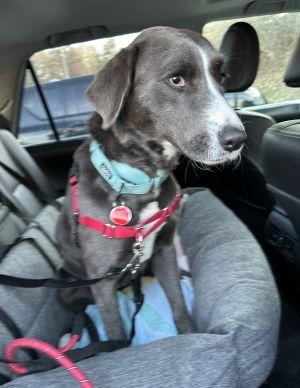 Enlarge Lovey, a Adoptable mixed breed in Mount Laurel, NJ image 1/3