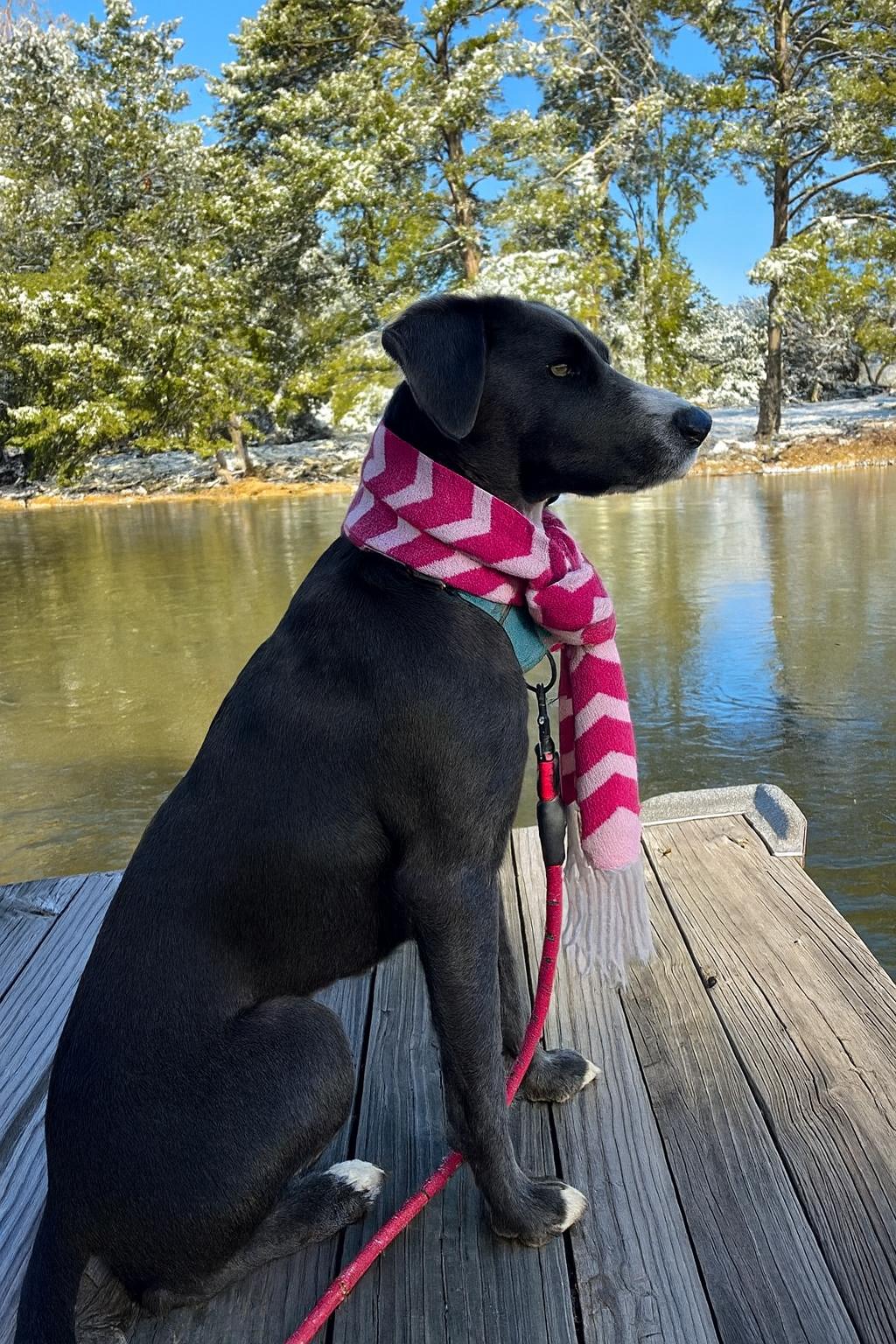 Enlarge Lovey, a Adoptable mixed breed in Mount Laurel, NJ image 2/3