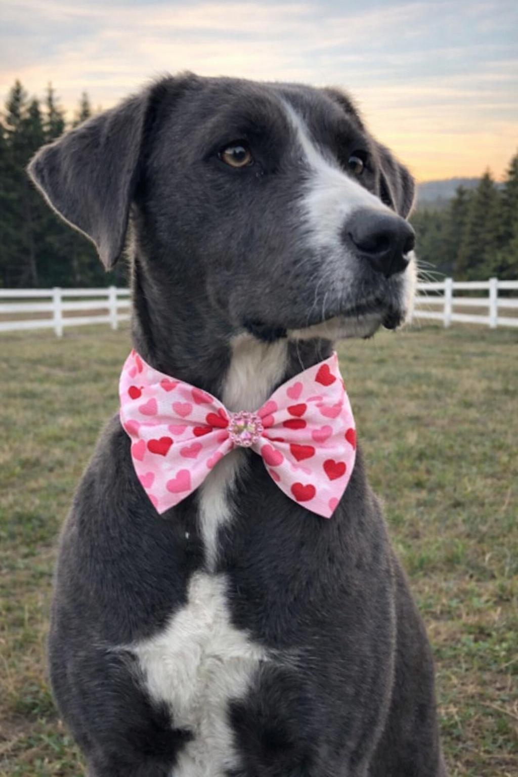 Enlarge Lovey, a Adoptable mixed breed in Mount Laurel, NJ image 3/3