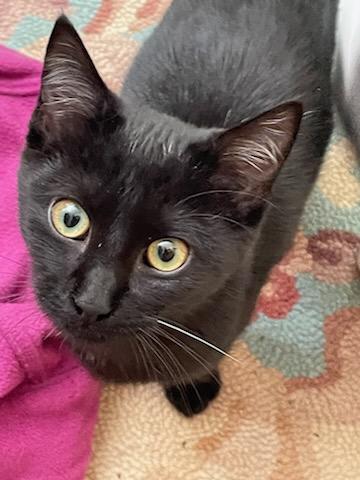 Enlarge Loki, a Adoptable Domestic Short Hair in Webster, NY image 1/1