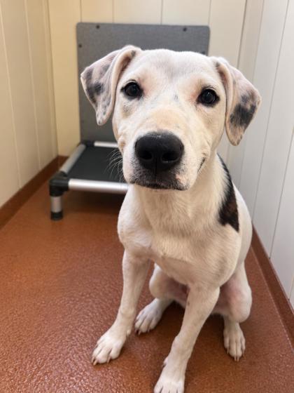 Thing 2, Adoptable, Puppy Female Hound.