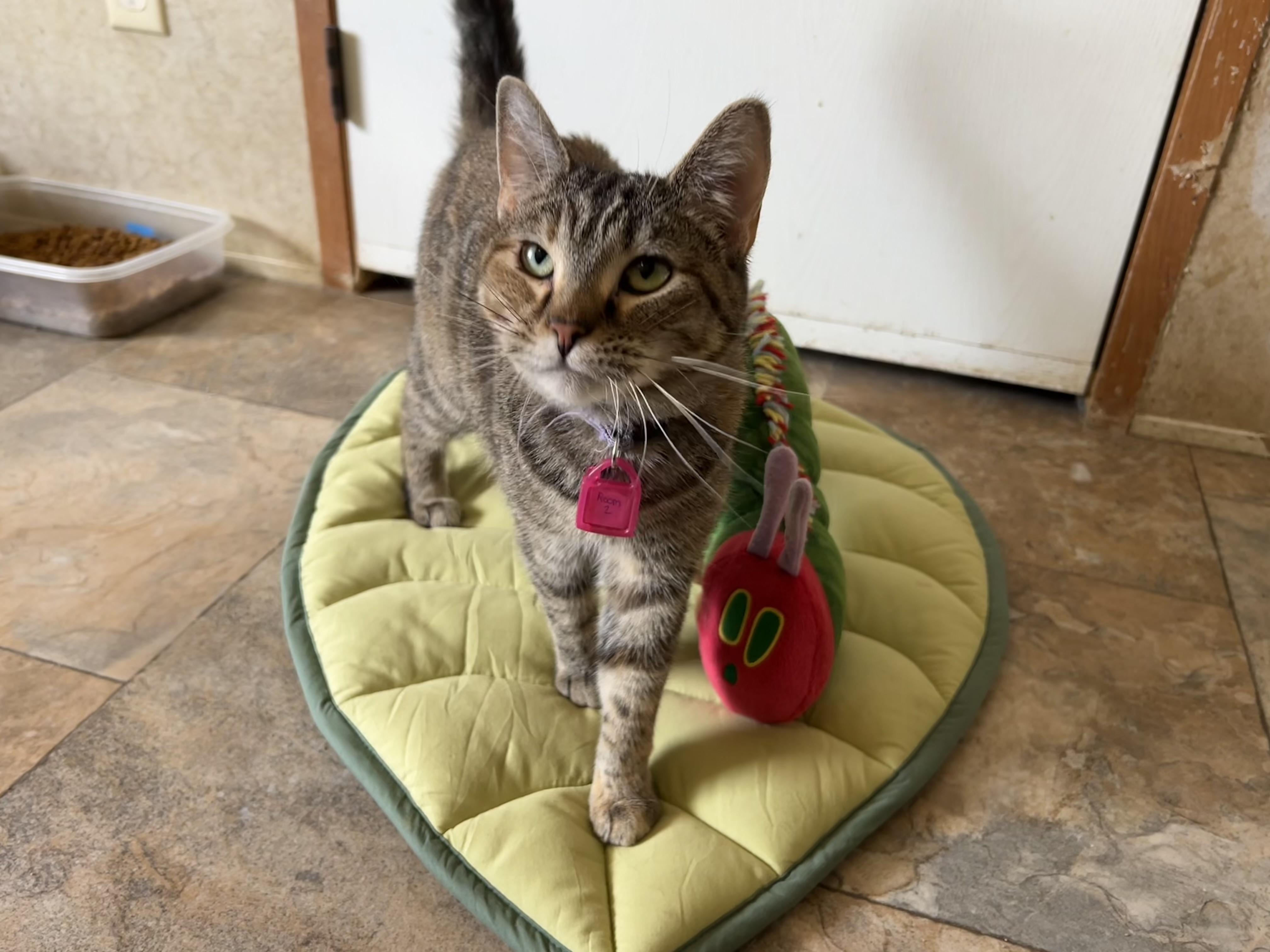 Enlarge Ola, a Adoptable Domestic Short Hair in La Salle, IL image 1/1