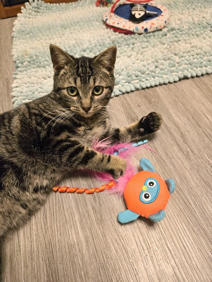 Sammy and Sarah, ADOPTABLE, Young Male Tabby.