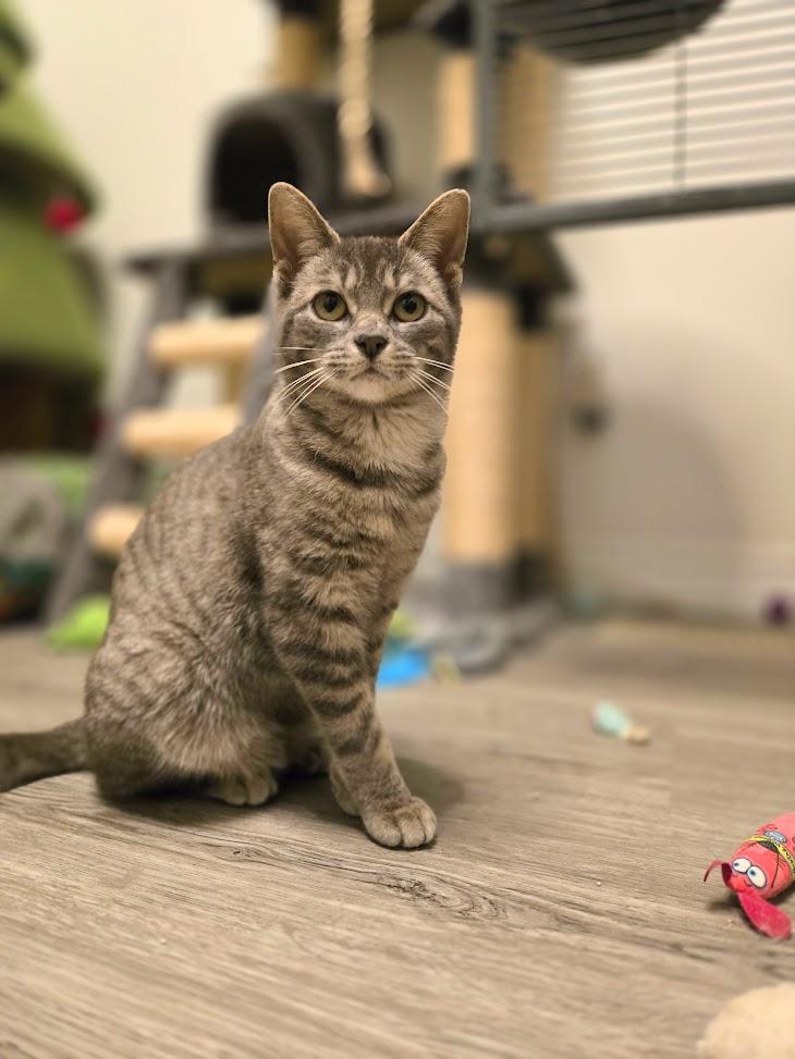 Enlarge Sammy and Sarah, a ADOPTABLE Tabby in Brantford, ON image 2/3