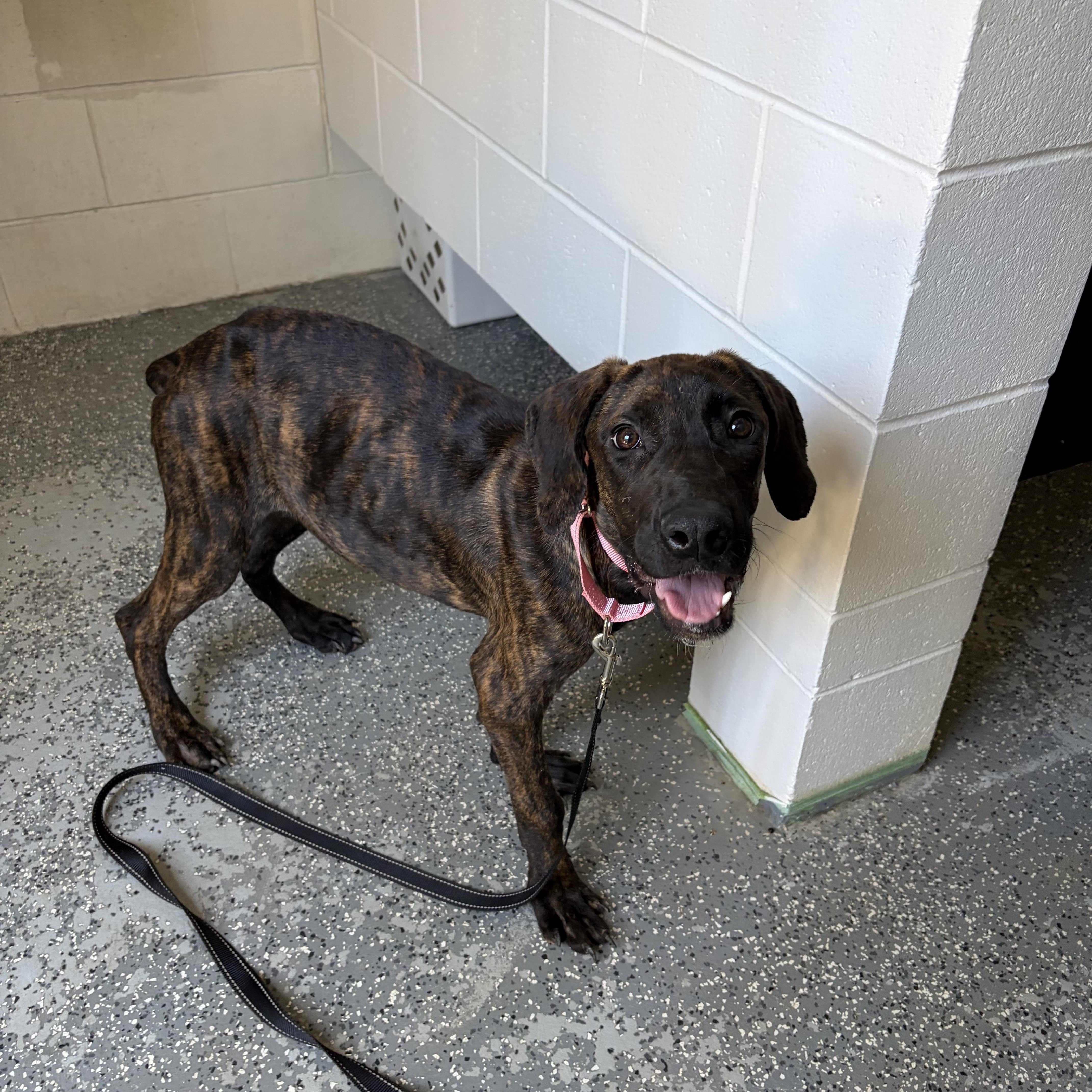 Enlarge Susie, a Adopted mixed breed in Corona, CA image 3/3