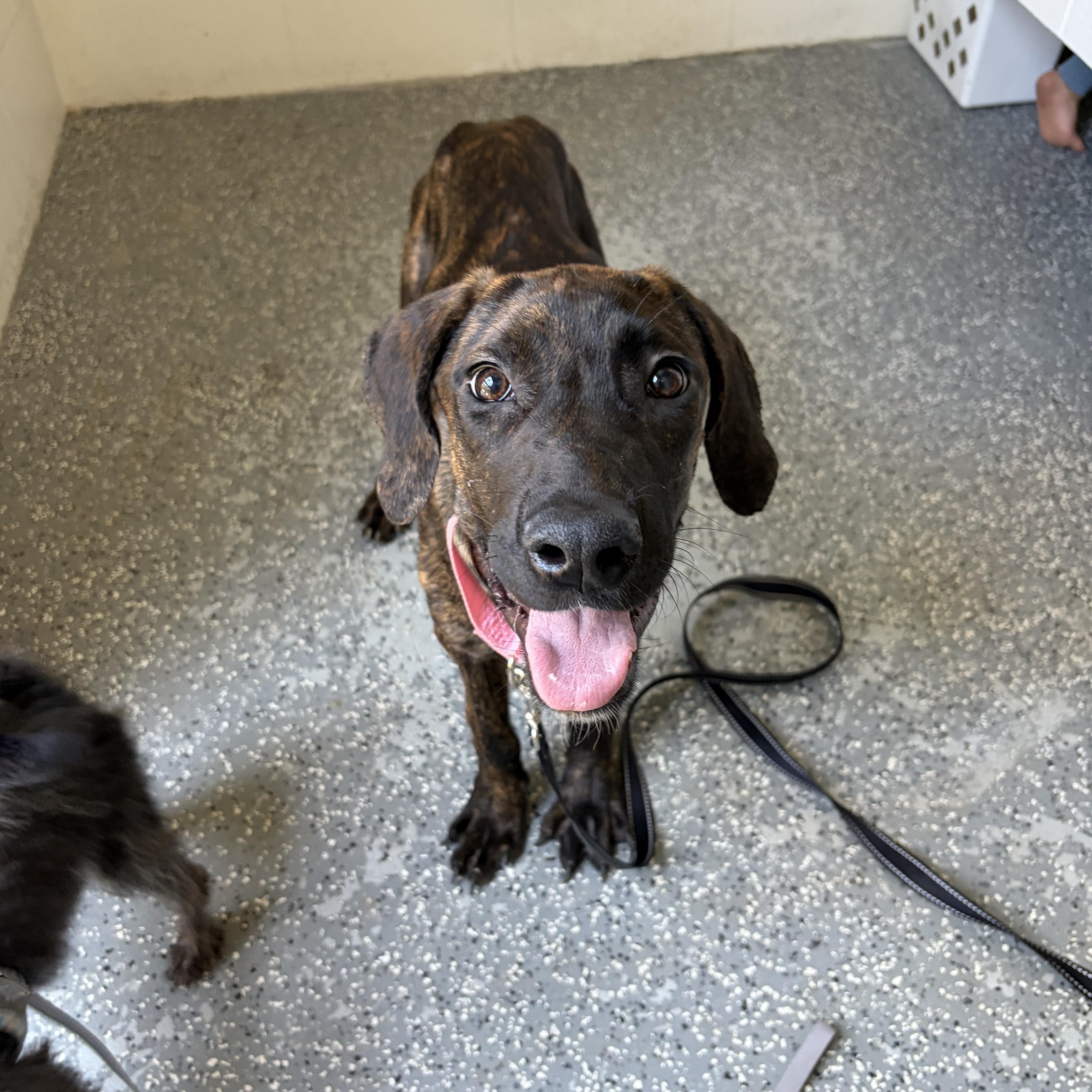 Enlarge Susie, a Adopted mixed breed in Corona, CA image 1/3