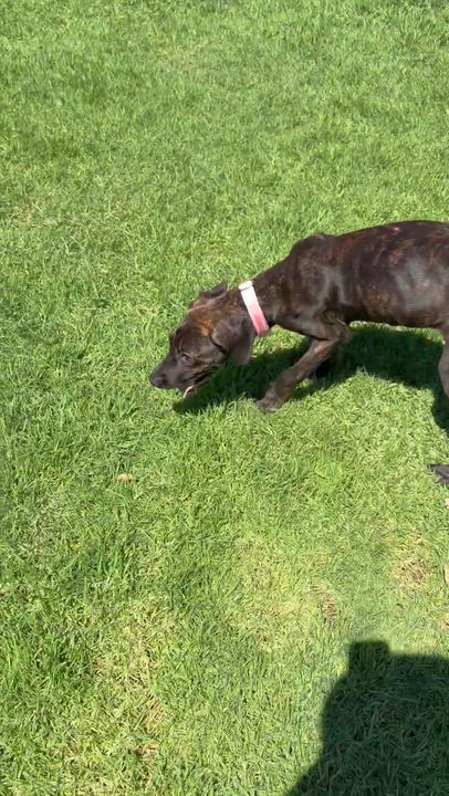 Enlarge Susie, a Adopted mixed breed in Corona, CA video 2/3