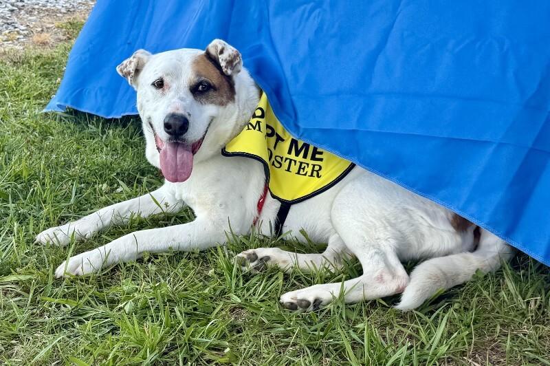 Linda/Guardian, a Adoptable mixed breed in Maryville, TN image 1/6