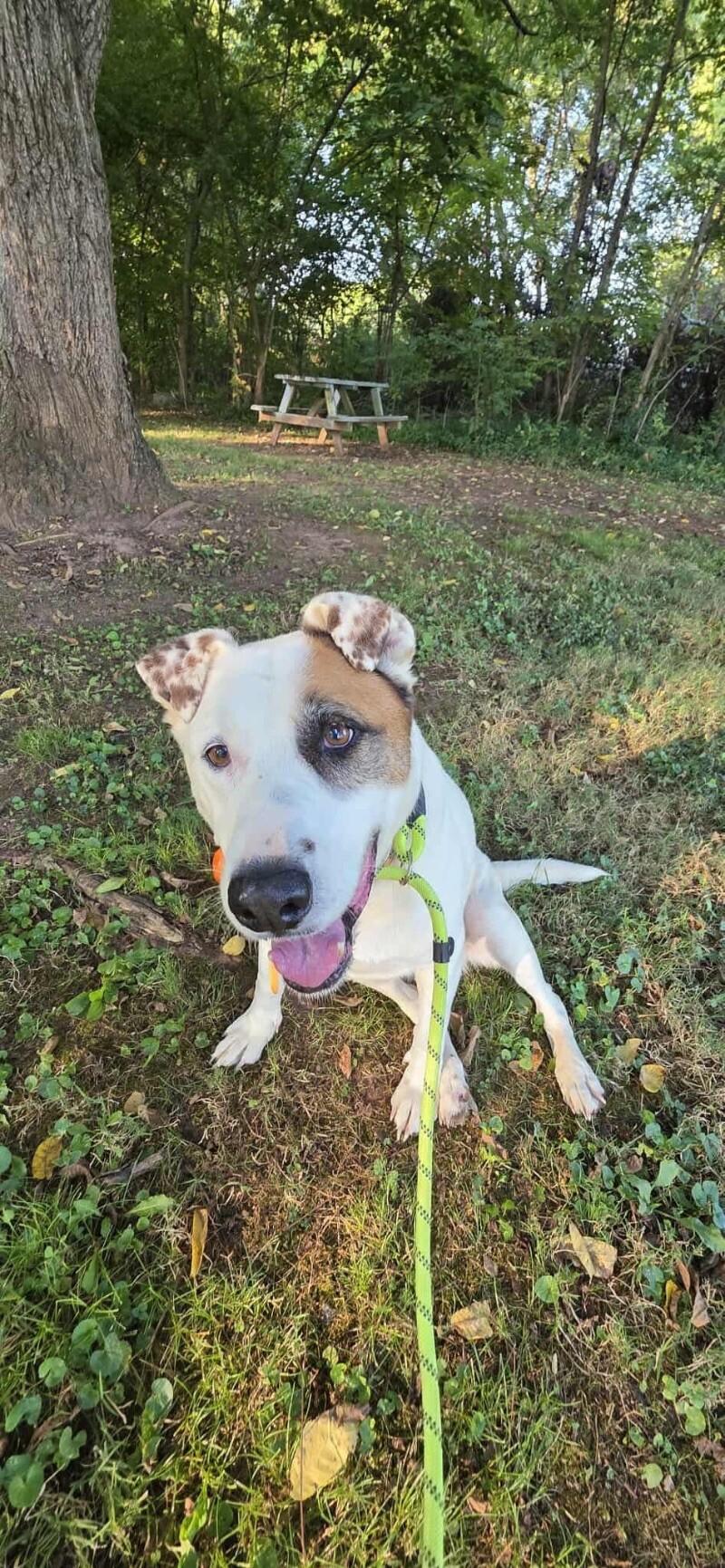 Linda/Guardian, Adoptable, Adult Female American Bulldog & Mixed Breed.