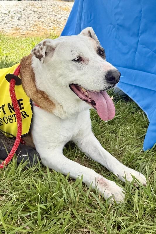 Linda/Guardian, a Adoptable mixed breed in Maryville, TN image 5/6