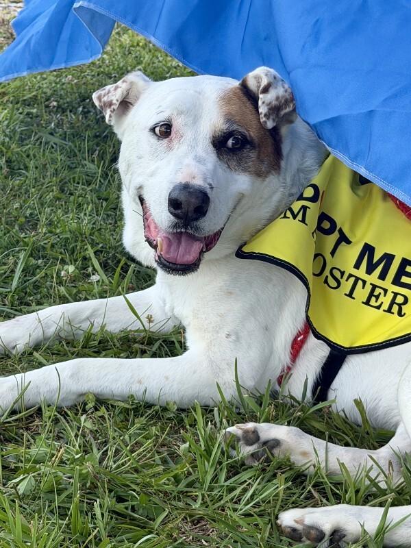 Linda/Guardian, a Adoptable mixed breed in Maryville, TN image 5/6