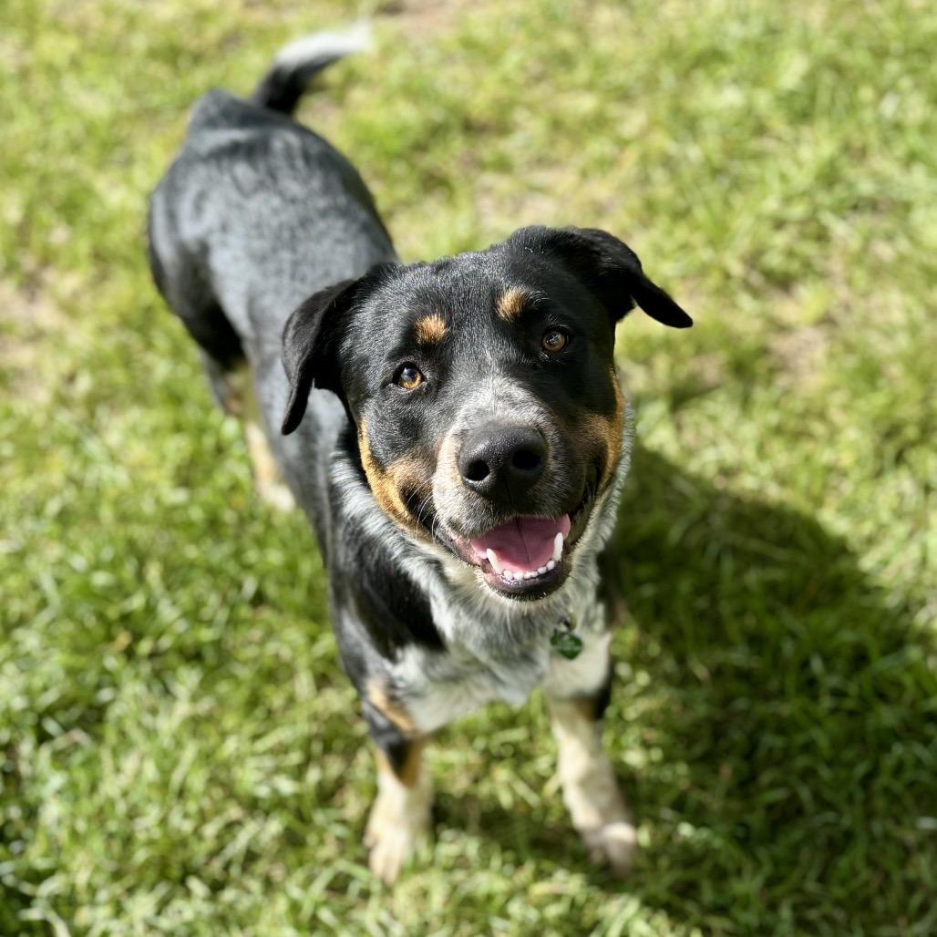 Enlarge Chance, a Adoptable mixed breed in Glenwood Springs, CO image 1/6