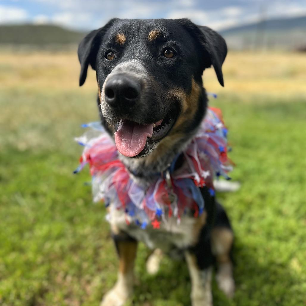 Enlarge Chance, a Adoptable mixed breed in Glenwood Springs, CO image 4/6