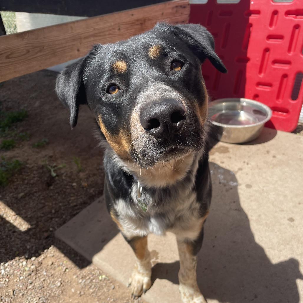 Enlarge Chance, a Adoptable mixed breed in Glenwood Springs, CO image 5/6