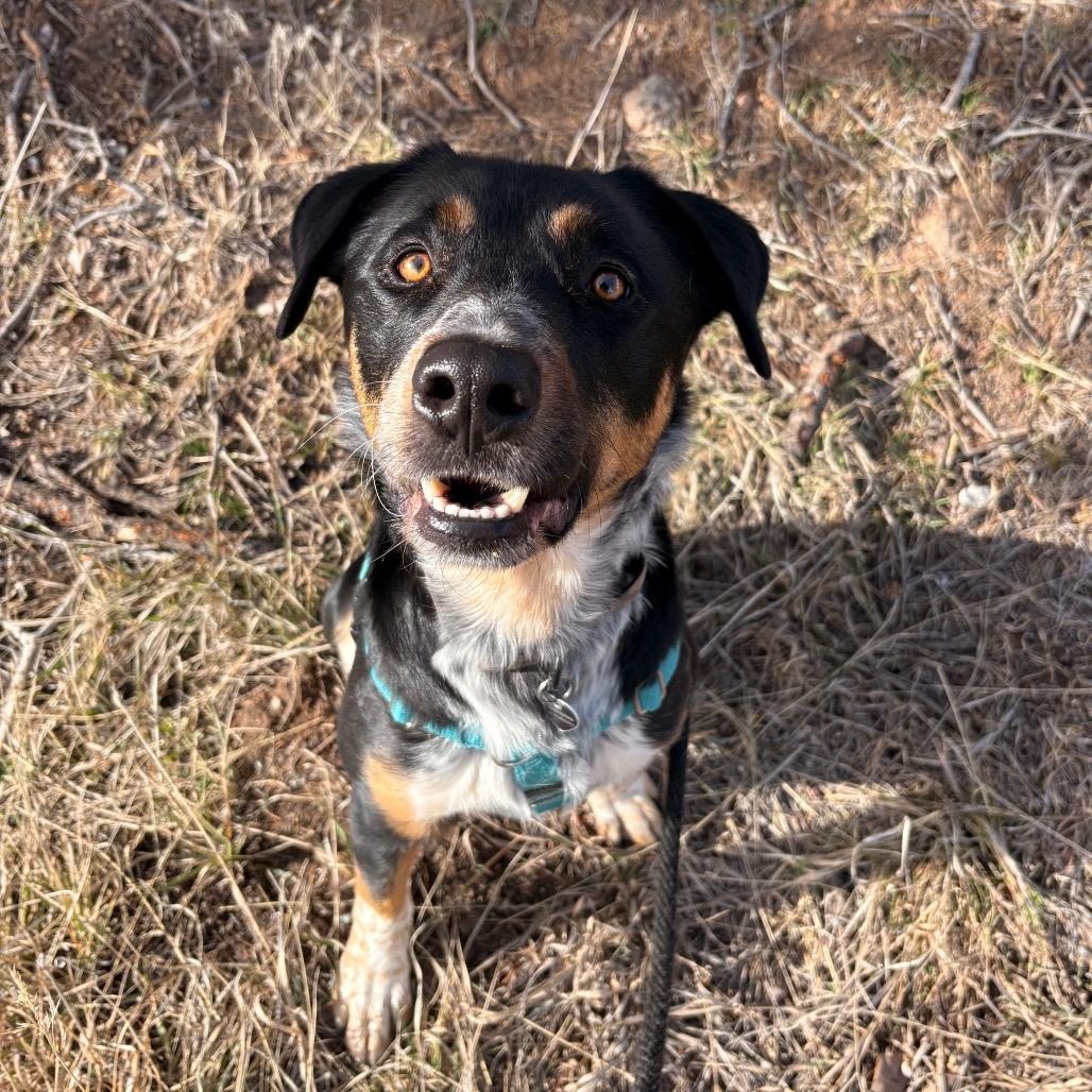 Enlarge Chance, a Adoptable mixed breed in Glenwood Springs, CO image 6/6