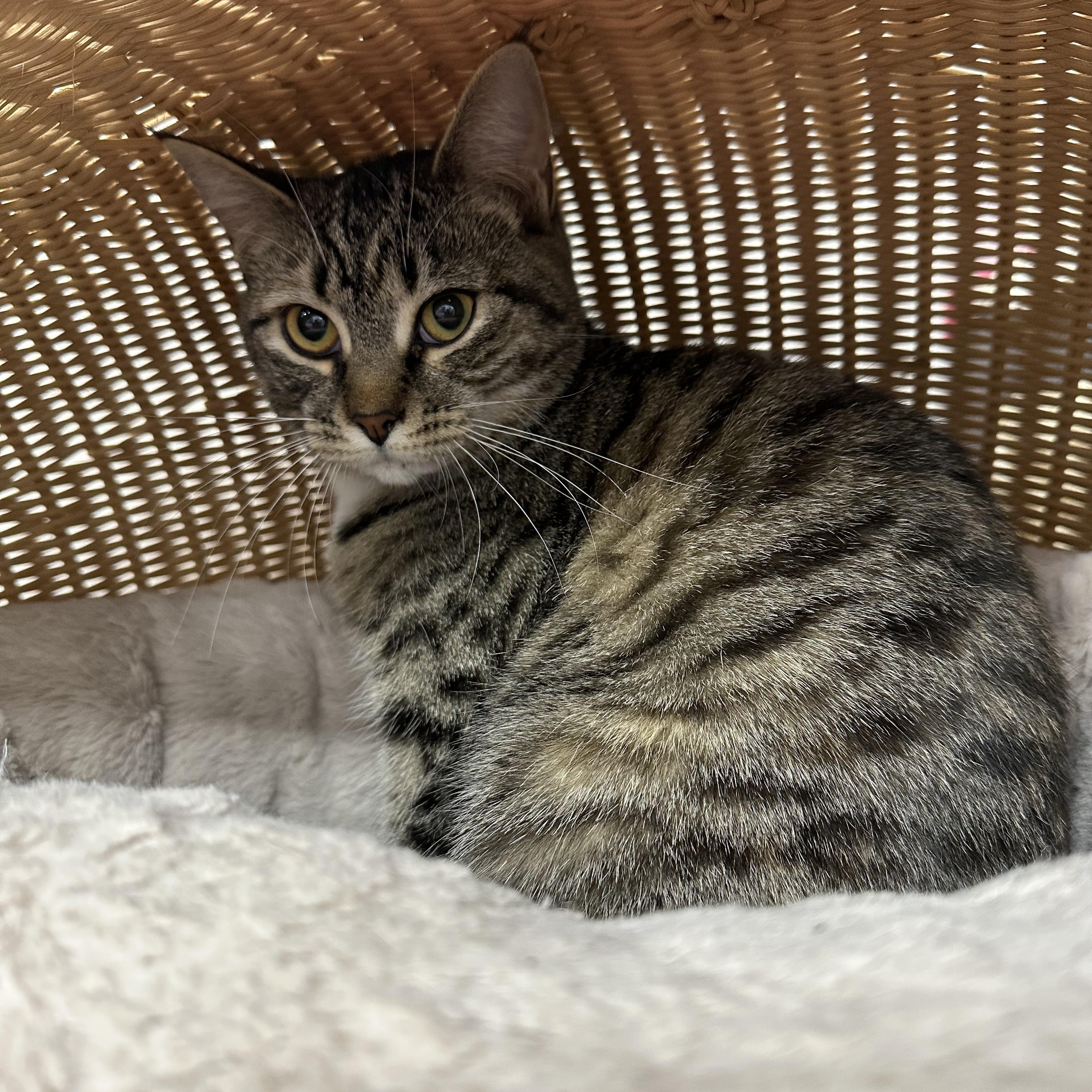 Enlarge Oakley, a ADOPTABLE Domestic Short Hair in Jaffrey, NH image 2/2