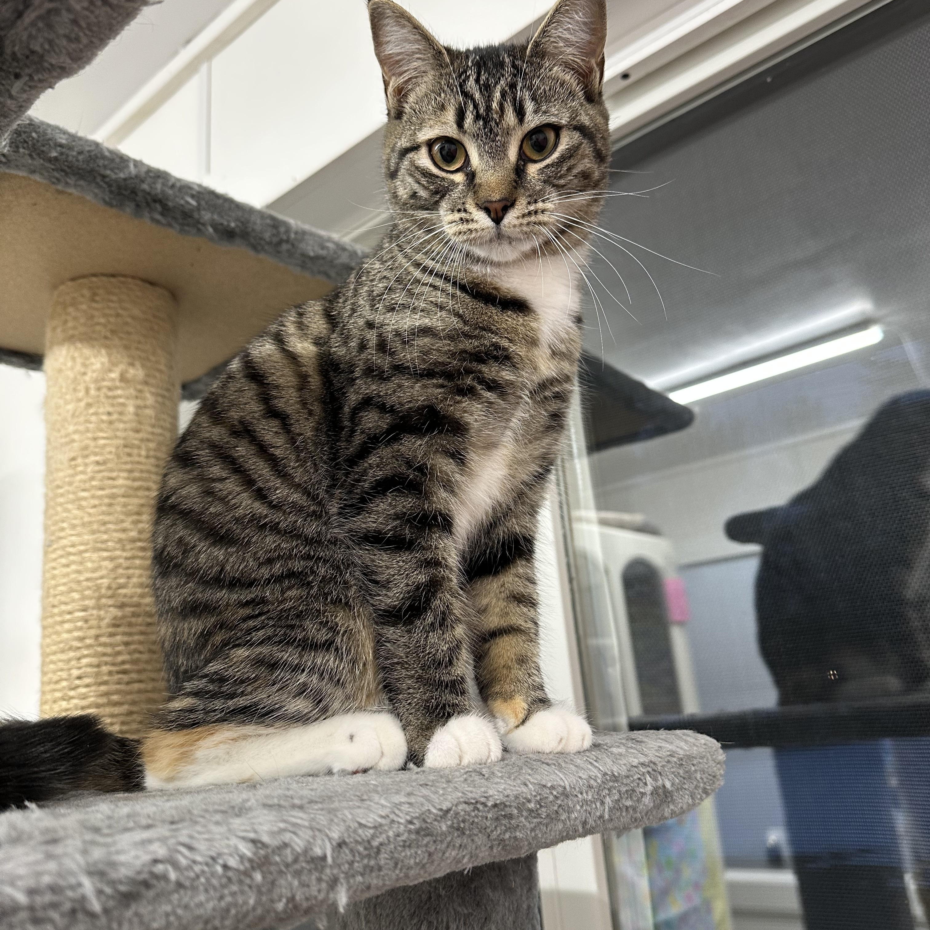 Oakley, ADOPTABLE, Young Female Domestic Short Hair.