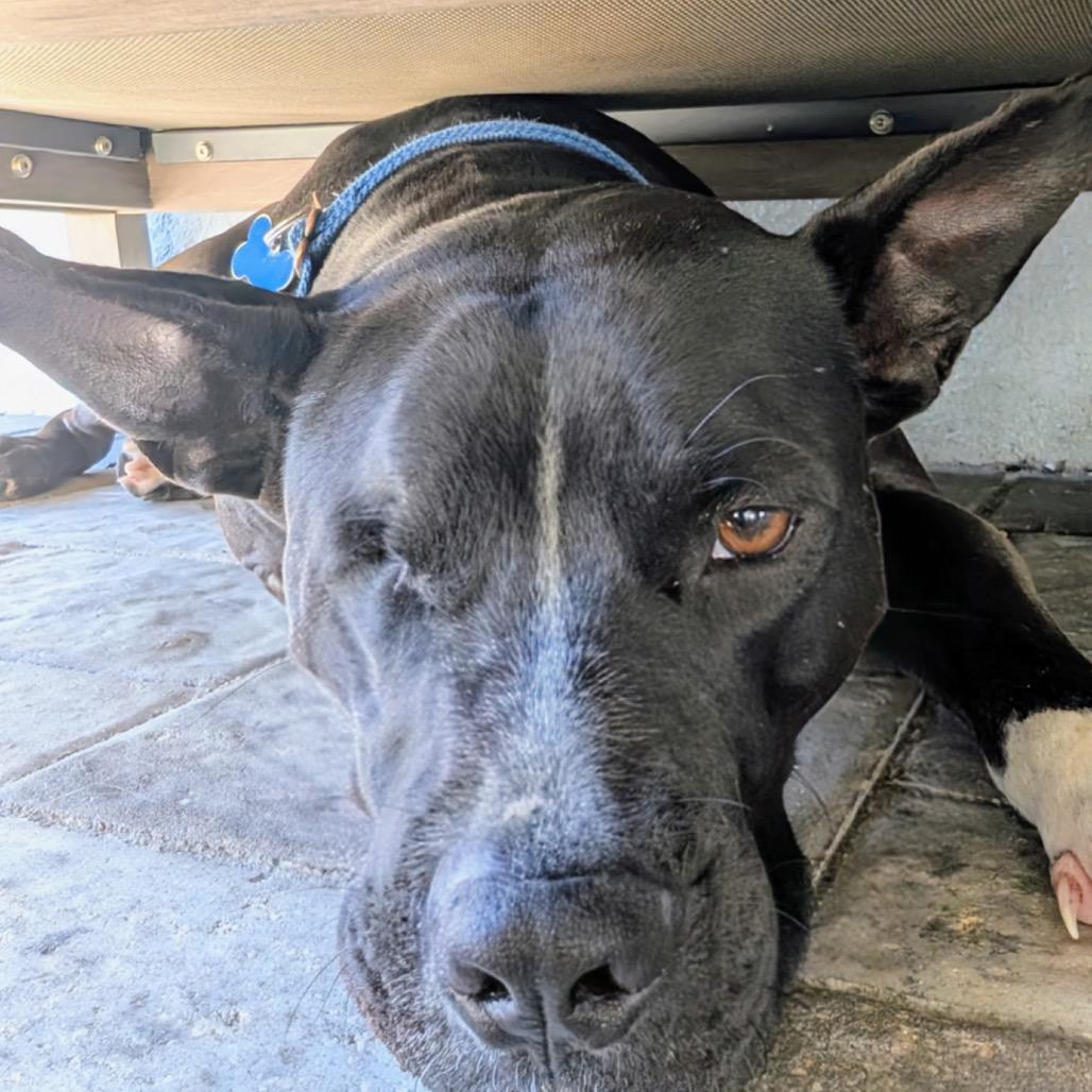 Noel, Adoptable, Adult Male Pit Bull Terrier.
