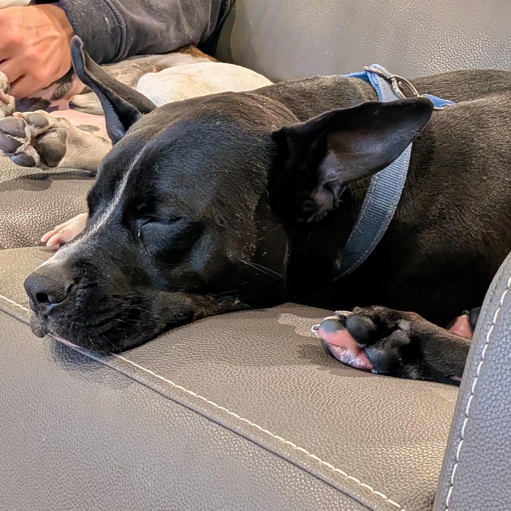 Enlarge Noel, a Adoptable Pit Bull Terrier in Seminole, FL image 2/5