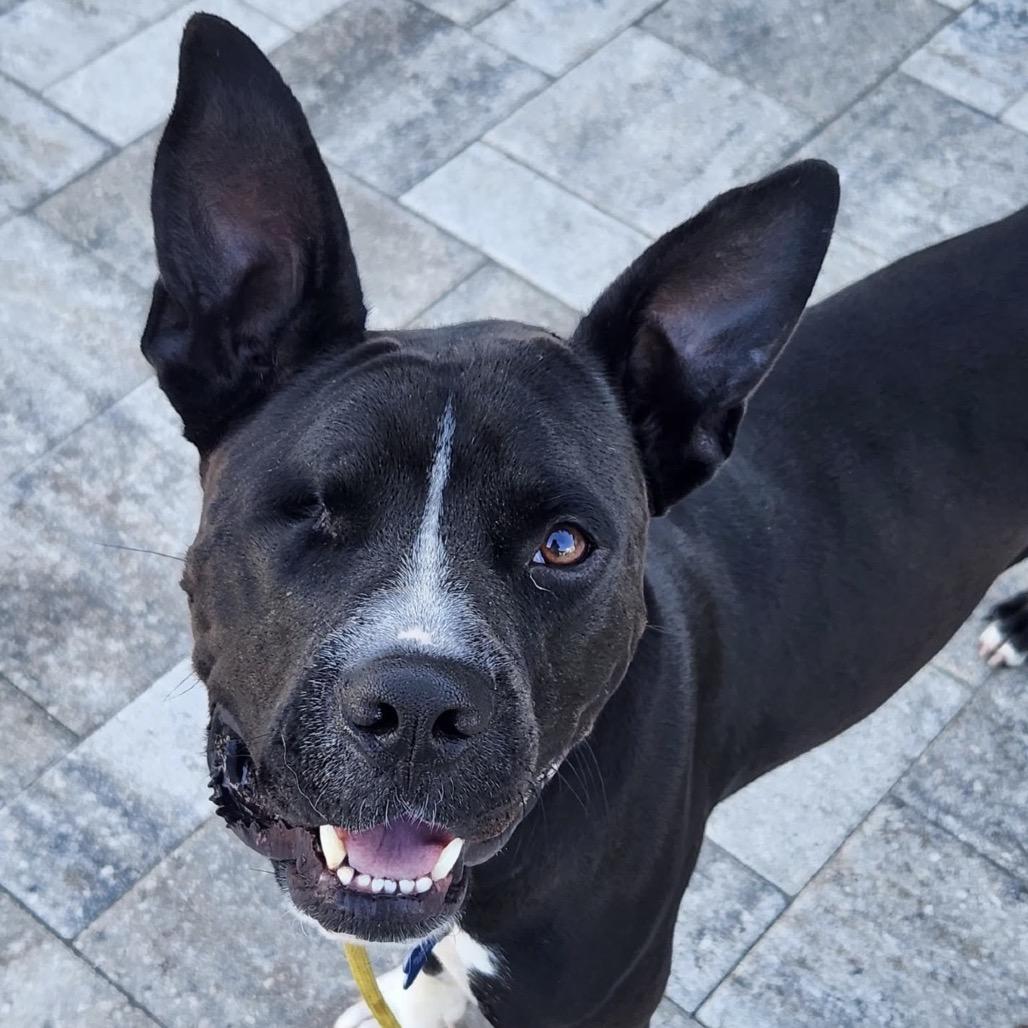 Noel, a Adoptable Pit Bull Terrier in Seminole, FL image 3/6
