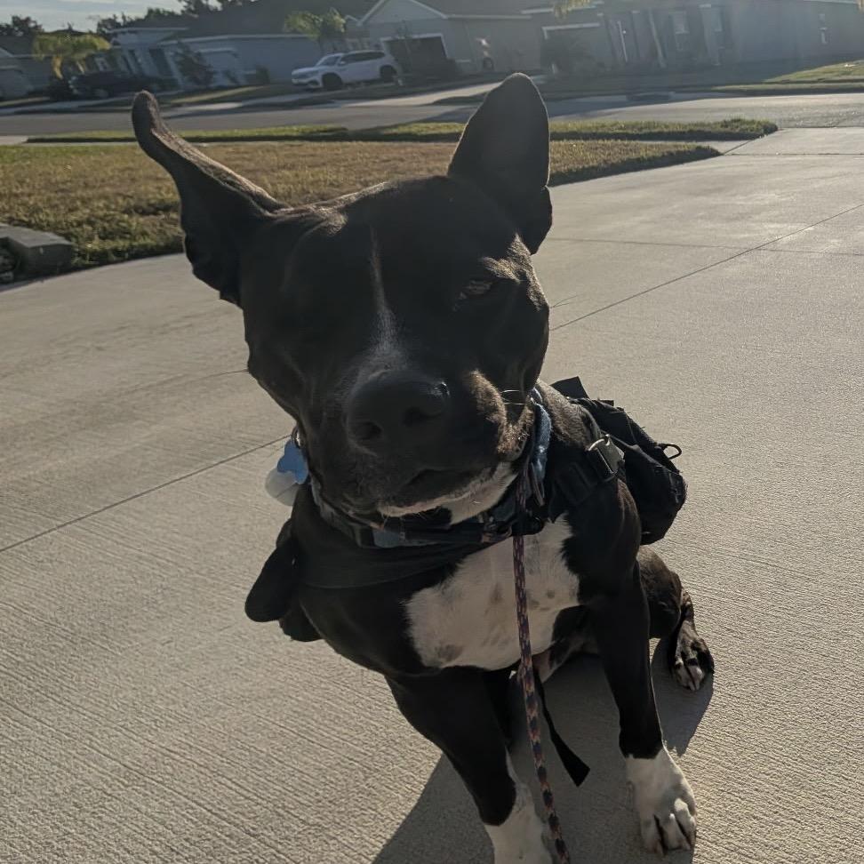 Enlarge Noel, a Adoptable Pit Bull Terrier in Seminole, FL image 3/5