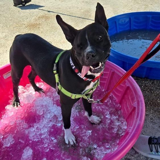 Noel, a Adoptable Pit Bull Terrier in Seminole, FL image 4/6