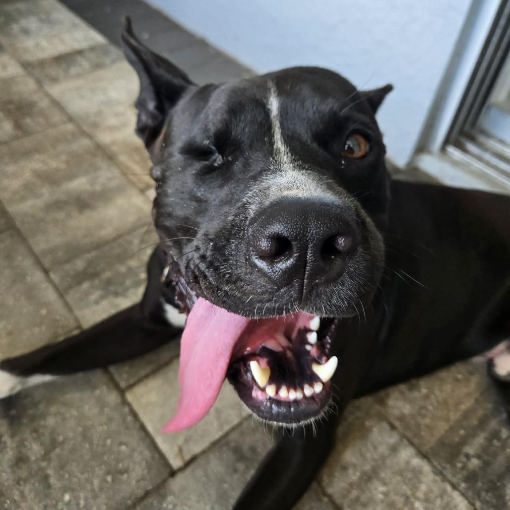 Noel, a Adoptable Pit Bull Terrier in Seminole, FL image 6/6