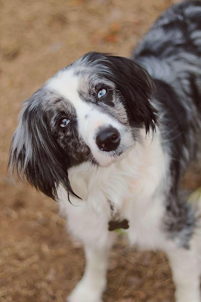 River FL, Adoptable, Adult Female Australian Shepherd.