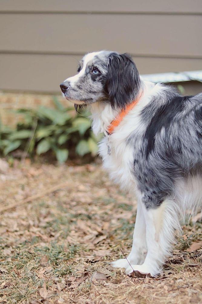 River FL, a Adoptable Australian Shepherd in Birmingham, AL image 1/4