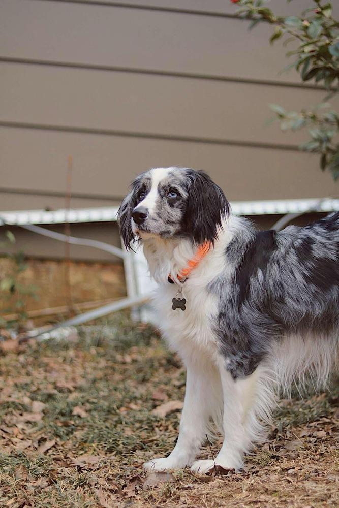 River FL, a Adoptable Australian Shepherd in Birmingham, AL image 2/4