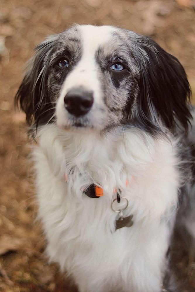 River FL, a Adoptable Australian Shepherd in Birmingham, AL image 4/4