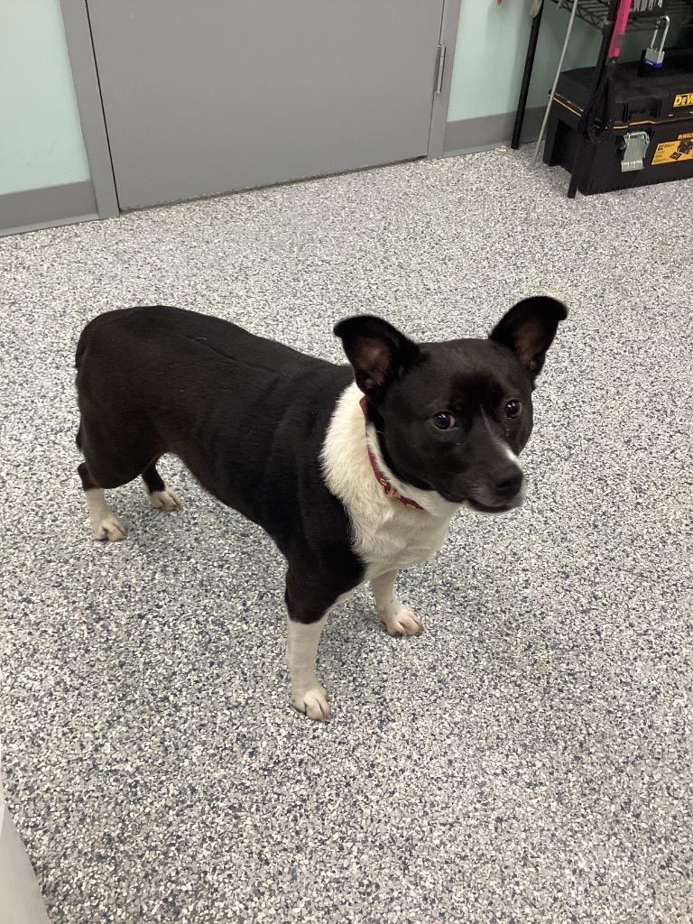 Enlarge Zeppelin, a Adoptable mixed breed in Athens, TN image 1/3