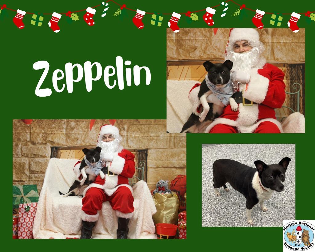 Enlarge Zeppelin, a Adoptable mixed breed in Athens, TN image 2/3