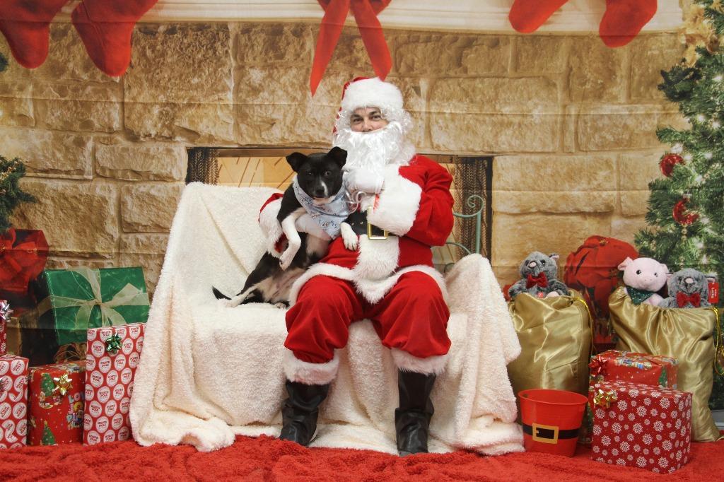 Enlarge Zeppelin, a Adoptable mixed breed in Athens, TN image 3/3